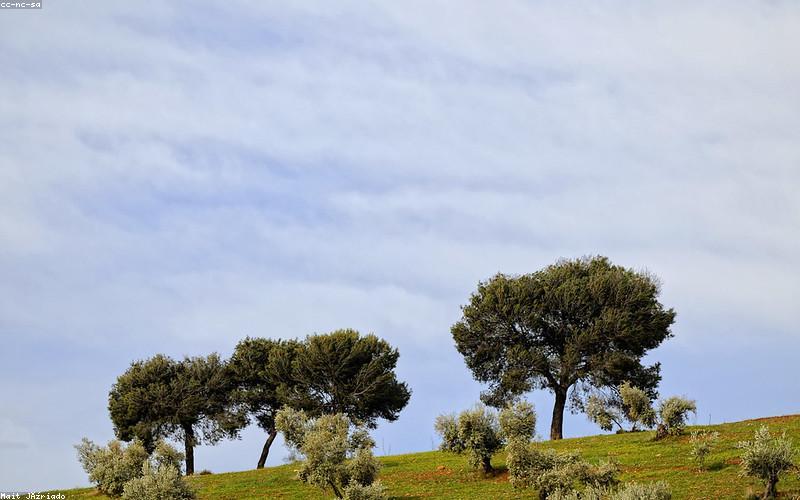 Olivos centenarios Cataluña